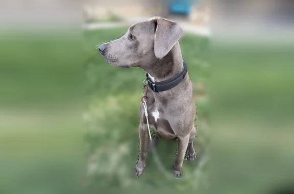 Missing dog San Bernardino, photo: Lost dog, Lavatera Avenue, Murrieta, San Bernardino - male, skittish