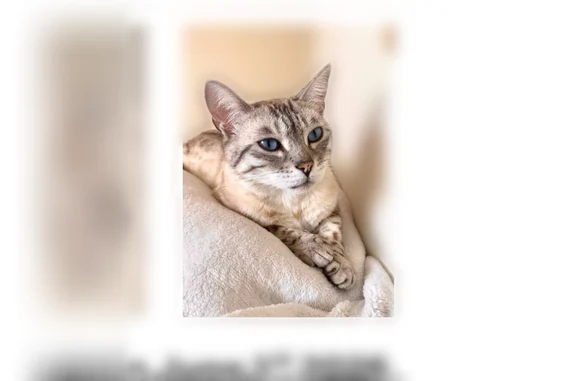 Lost cat, Westbriar Court, 5684, Hilliard, Arlington - female, shy spotted Bengal with blue eyes - photo