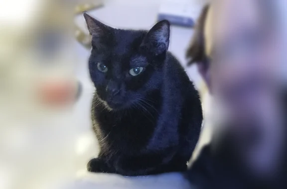 Lost cat, Cherokee Drive, 741, Lancaster - female, black, skittish - photo