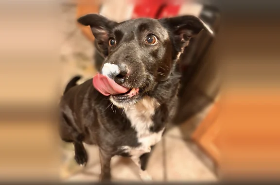 Lost dog, Pacheco Road, Bakersfield, Rocklin - female, white chest, brown eyes - photo