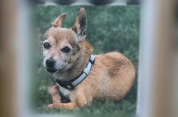 Lost dog, Banker Street, 2301, McKeesport, Bridgeville - male chihuahua - photo
