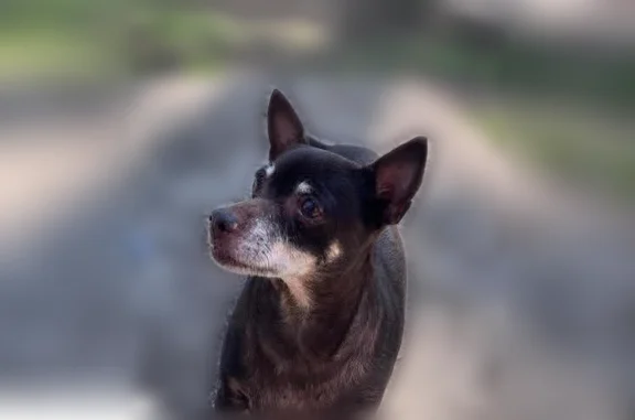 Lost dog, North 23rd Avenue, 6655, Phoenix - brown, partly deaf - photo