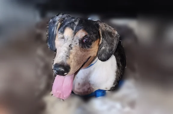 Found dog Roanoke, photo: Found dog, Blue Sedge Drive, 11223, Roanoke, Indianapolis - male dachshund missing an eye