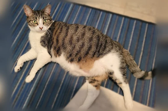 Bella must have snuck out while the screen door was closing. She hasn't been herself. We've been dealing with fleas, and I put a flea collar on her yesterday. She's a indoor cat only. She's 2 years old and she's a fat cat. Tabby colored.