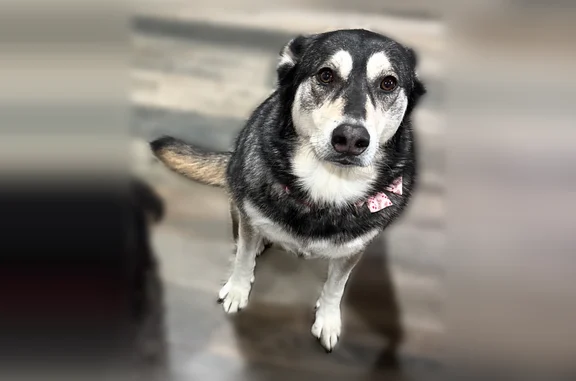 Missing dog Female, Springdale (usl539249) - photo