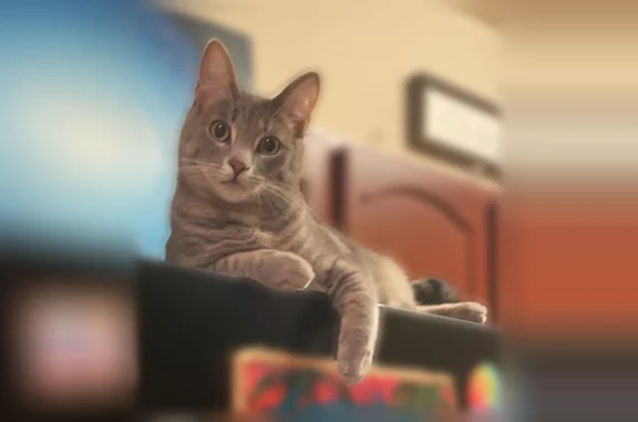 He is gray with light gray stripes and green eyes. He has a bluish/gray collar on that has a bell. No tag and his name is Pika. He doesn't bite or scratch.