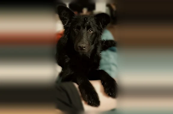 Lost dog female, West Archer Street, 415, Tulsa, Ochelata - 8 months old, no collar - photo
