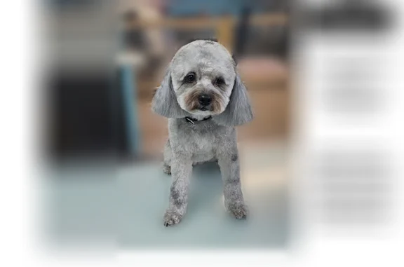 Missing dog Corpus Christi, photo: Lost dog, Wellwood Street, 103, Corpus Christi - female, grey spotted, green collar