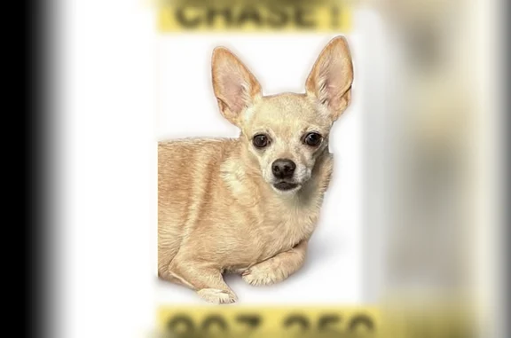 Lost dog, Midnight Sun Court, 2950, Anchorage - female, 7 years old - photo