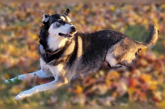 Lost dog, Chateau Avenue, 834, Springdale - female black and white husky/german shepherd mix - photo