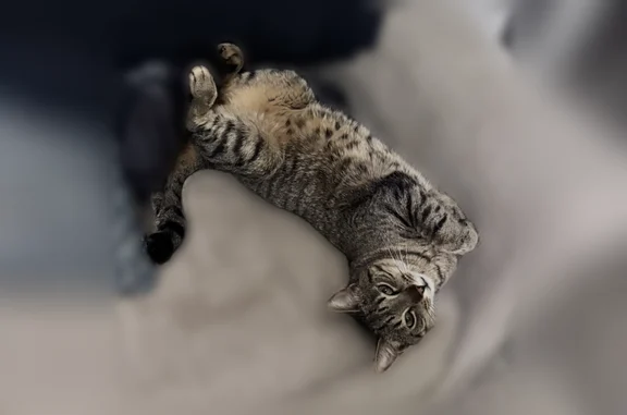 Lost cat, Jenny Drive, Prattville, Prattville - male tabby, crooked tail - photo