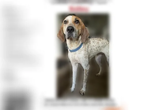 Lost dog, female, South Gordon Road, Mableton - white and orange, big floppy ears - photo