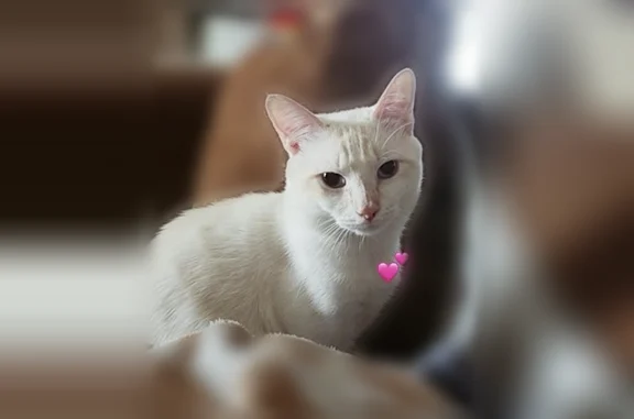 Missing cat Decatur, photo: Lost cat, East King Street, 298, Decatur — male, about 1 year old