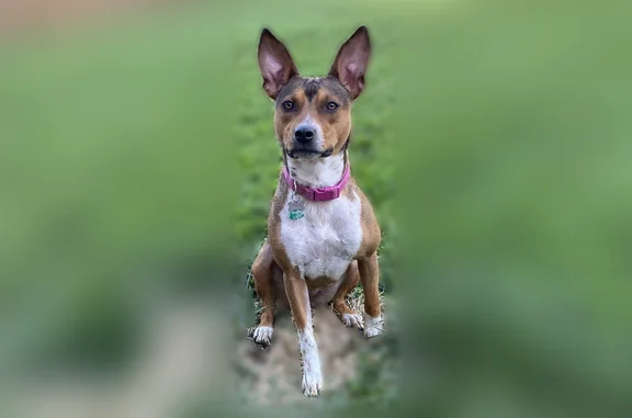 Lost dog, Vienna Circle, 14952, Parker - female, light brown with white chest and paws - photo