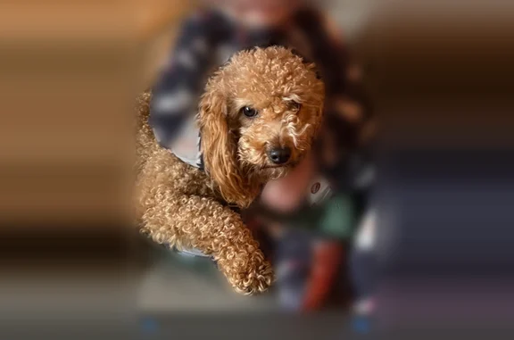 Lost dog, Snyder Road, Arlington - female red/apricot mini poodle - photo