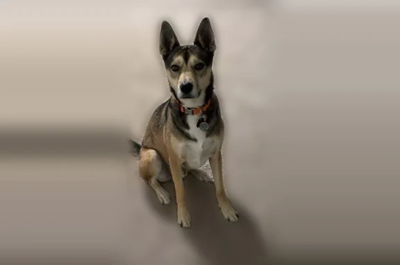 Lost dog, North Poplar Street, 110, Bertrand — male, brown and white, neutered - photo