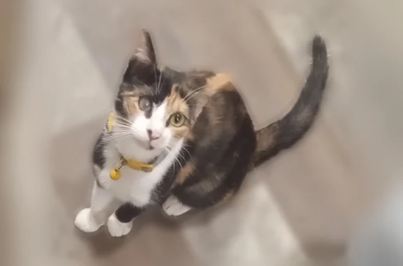 Lost cat, Sutro Street, Reno - female, blind in one eye - photo