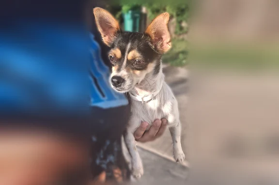 Found dog Oklahoma City, photo: Found dog, Northwest 12th Street, 2300, Oklahoma City - female, very gentle