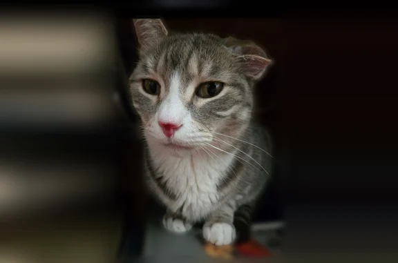 Lost cat, Main Parkway East, Plainview - male grey tabby with white paws - photo