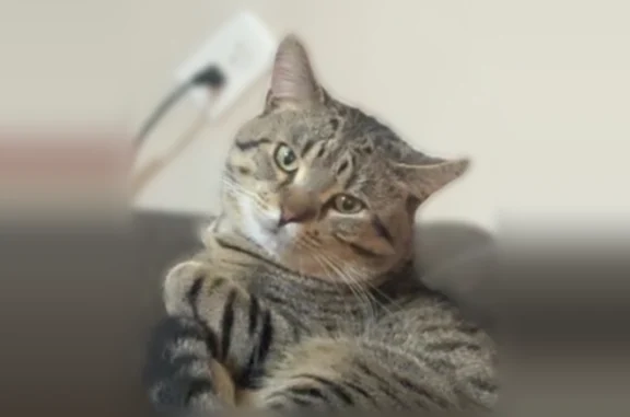 Missing cat Minot, photo: Lost cat, Arbor Avenue Southeast, 704, Minot - male brown tabby, green eyes, no collar