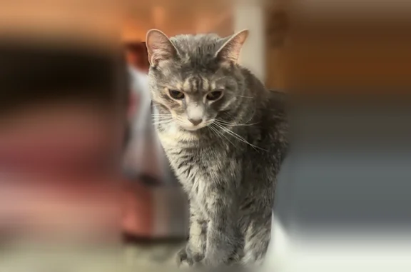 Lost cat, Battlefield Road, 148, Cookeville - grey and white with orange spots - photo