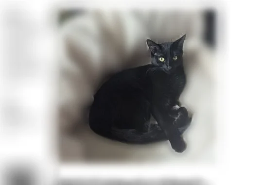 Missing cat Johnston, photo: Lost cat, Vanner Street, Johnston - female, small black cat, green eyes