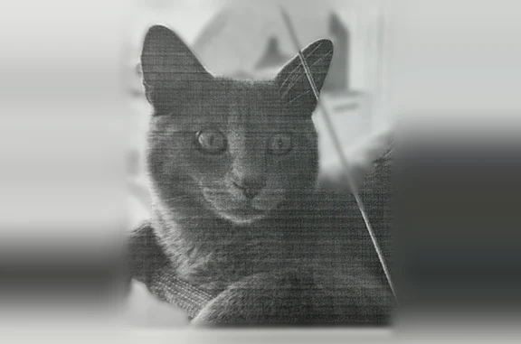 Lost cat, Apley Drive, 115, Cherry Hill Township, Marlton - grey-blue with striped tail - photo