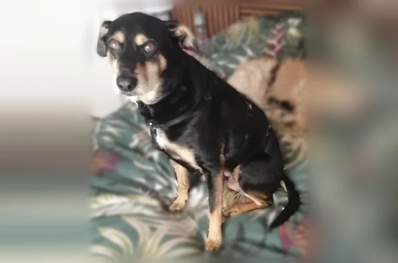 Chien perdu, Rue Beaupré, 22, Essey-lès-Nancy — mâle, collier avec médaille - photo
