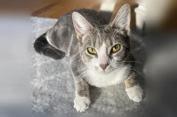 Lost cat, Royce Street, 1440, New York - spayed female, very vocal - photo