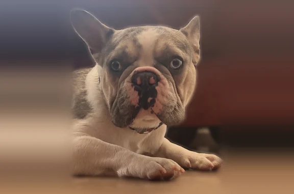 Lost dog, Grand River Avenue, Detroit - white, brown, and gray French bulldog - photo