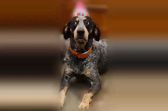 Lost dog, CR-755, 12746, Webster, Orlando — male, mostly bluetick, chipped - photo