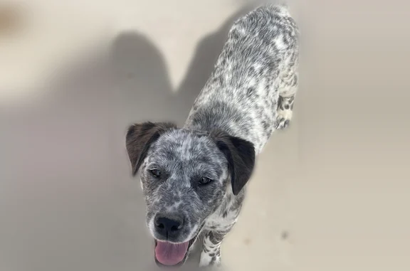Lost dog, Juneau Street, 1750, San Jose - white with black spots - photo