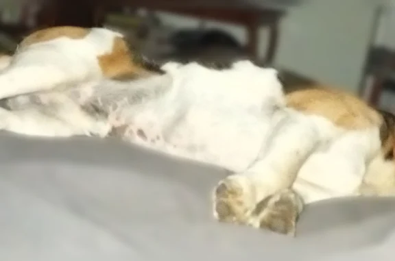 Animaux trouvés La Fouillouse, photo: Chien trouvé mâle, Chemin du Bessy, 236, La Fouillouse - blanc, noir et marron type beagle