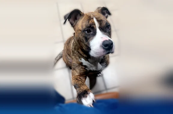 Lost dog, Long Pond, Pennsylvania, Emerald Lakes - male, brown and black brindle with white markings - photo
