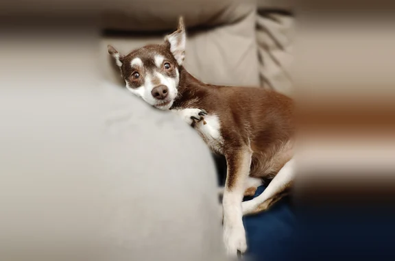 Lost dog, female, Wynnewood, Oklahoma — Chihuahua mix, 15 lbs, diabetic - photo