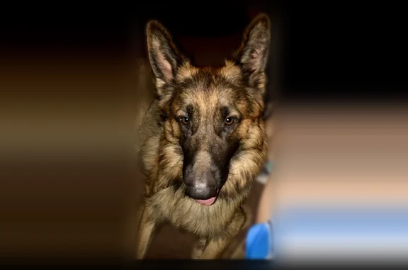 Lost dog, William Street, 152, Scranton - male German shepherd, 115 lbs - photo
