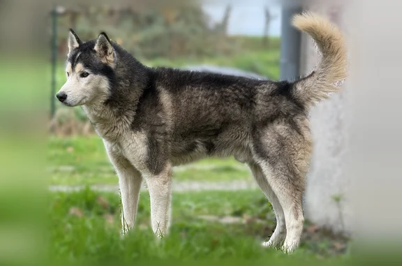 Chien perdu mâle, Saint-Séglin, Vannes - type Husky noir et blanc, yeux marrons - photo