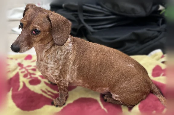 Found dog Bedford, photo: Found dog, Oak Hollow Drive, 2013, Bedford - female, left eye swollen