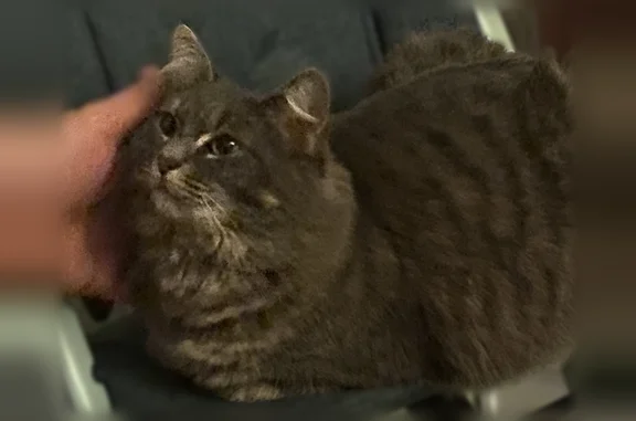 Chat perdu femelle, Avenue de l'Aisne, 4, Soissons - pelage long gris et ventre crème - photo