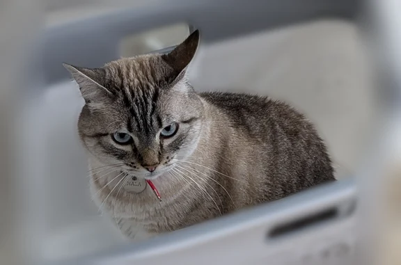 Perdu chat femelle, Rue du Lavoir, 1, Mancieulles - puce et collier rouge - photo