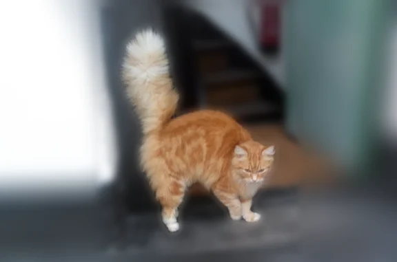 Chat perdu mâle, Passage Notre-Dame de la Treille, Lille - roux et blanc, angora - photo