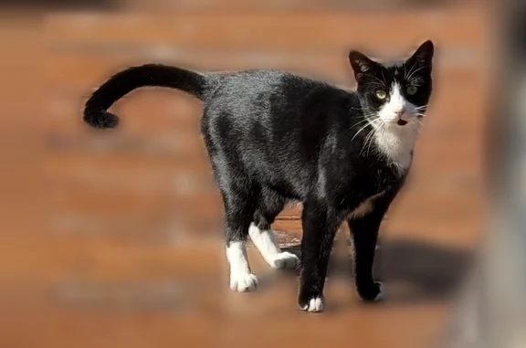 Missing cat Arlington, photo: Lost cat, Newport Avenue, 7700, Norfolk, Arlington - male, microchipped and neutered