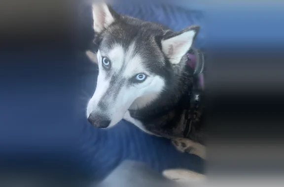 Lost dog, East Snowflake Boulevard, 377, Snowflake - female husky - photo