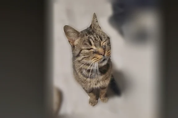 Chat perdu femelle, Rue des Haies, Maroilles - photo