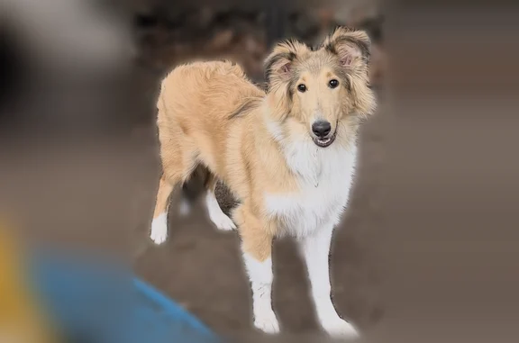 Lost dog, South 525 West, Morocco, Morocco - female collie, microchipped - photo