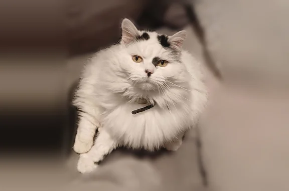 Chat perdu femelle, Rue du Docteur Paul Vauthier, 12, Lérouville - identifiée, stérilisée - photo