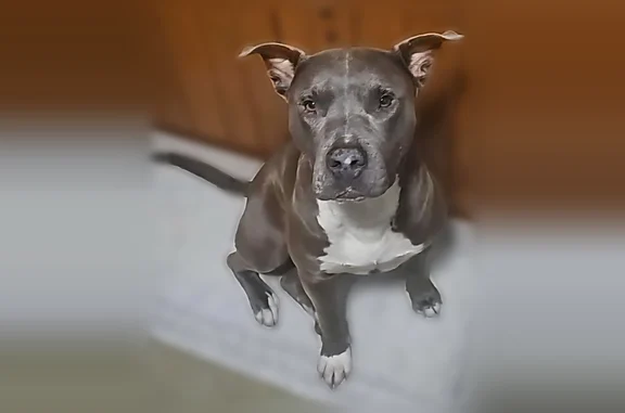 Lost dog, Lafayette Avenue, 896, Springfield - male pit bull with white socks and chest - photo