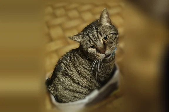 Chat perdu mâle, Rue Van Gogh, Saint-Herblain - tigré noir et marron - photo