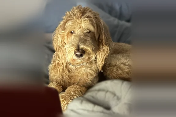 Lost dog, Riceville, Tennessee - friendly golden doodle - photo