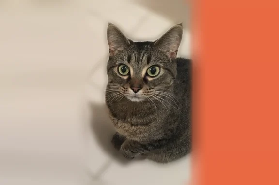 Lost cat, Suncrest Drive, 1539, Kingsport — female tabby, front-declawed, green eyes - photo
